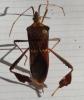 Leptoglossus zonatus